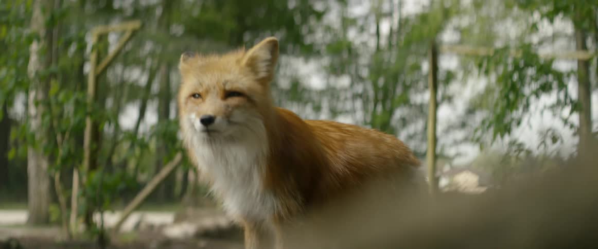 A fox looks around and sniffs the air