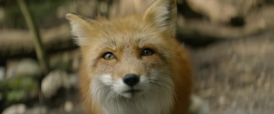 Fox tilts its head and licks its lips