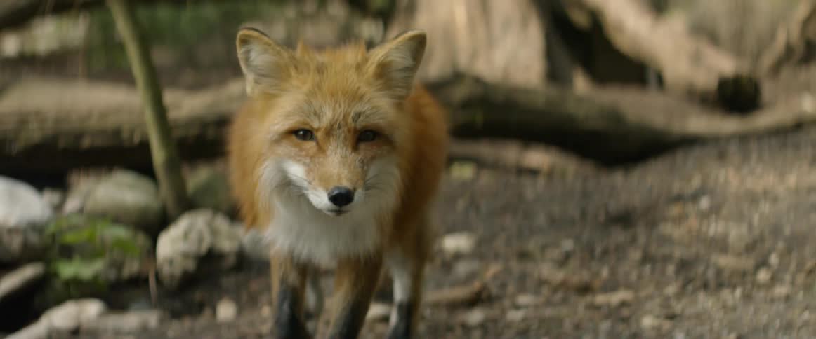A foxy with muddy paws walks past a fallen tree