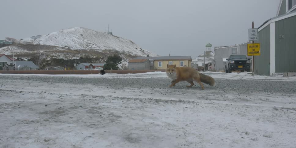 A fox gets spooked and walks on the snowy ground