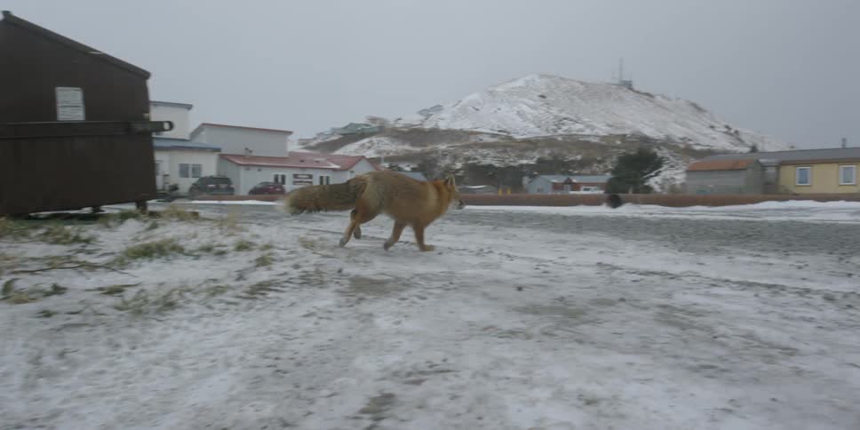 Fox runs through a small snowy village