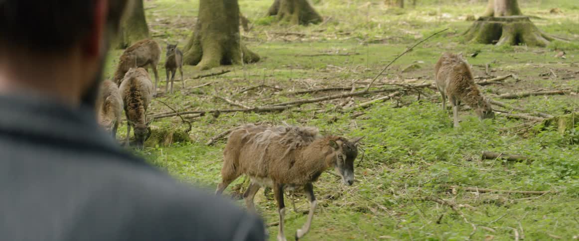 Deer graze in a field as a man looks on