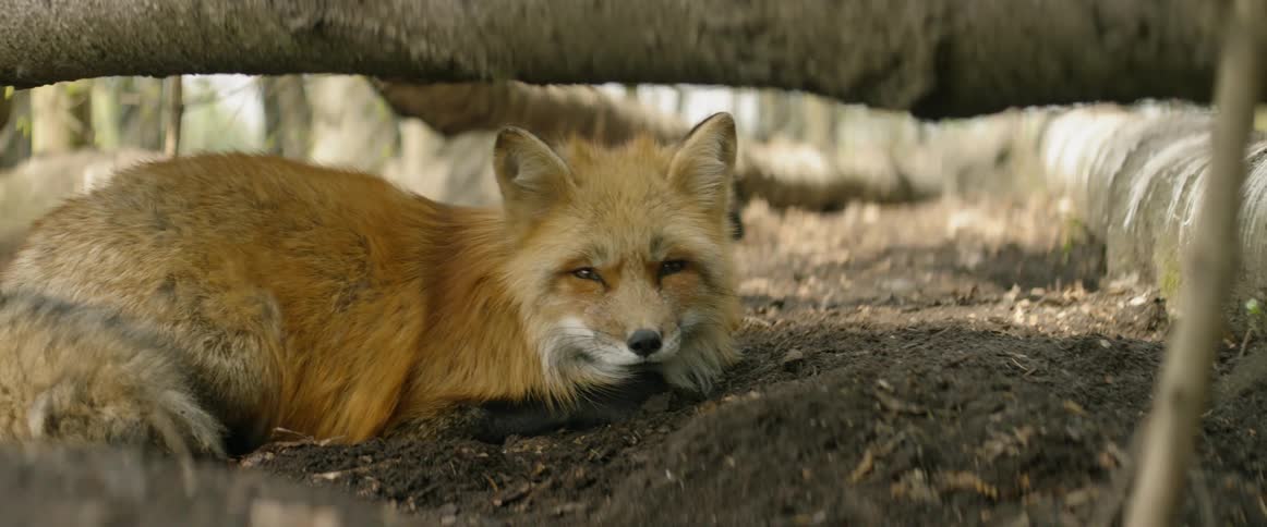 A small fox is resting under the branch
