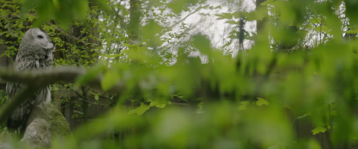 Green leaves hang off of a tree branches