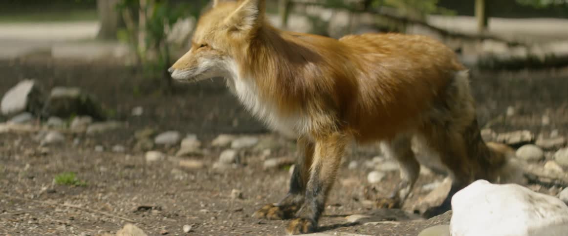 A fox get spooked outside