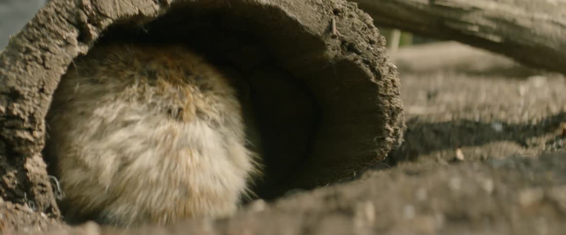 Foxes rest inside a hollowed out log