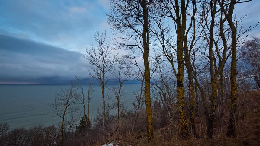 The trees sit barren by the water