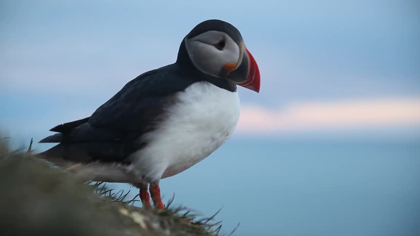 A puffin sits perched and looks around