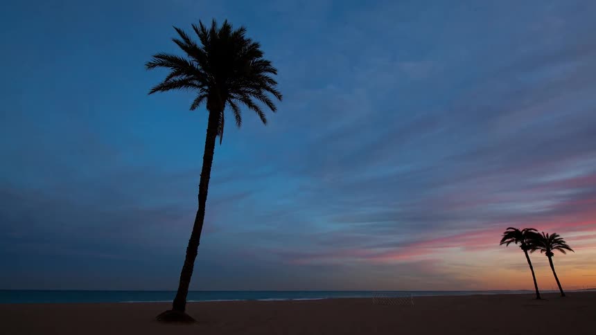 A single palm tree blows in the wind on a beach