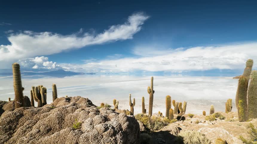 There are tall cactus in the desert ahead