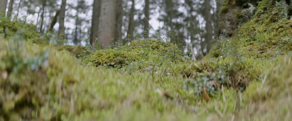 Moss covers the ground in the woods