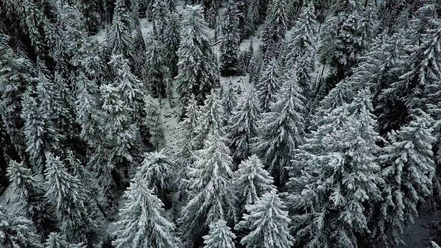 Snow covers trees in a forest
