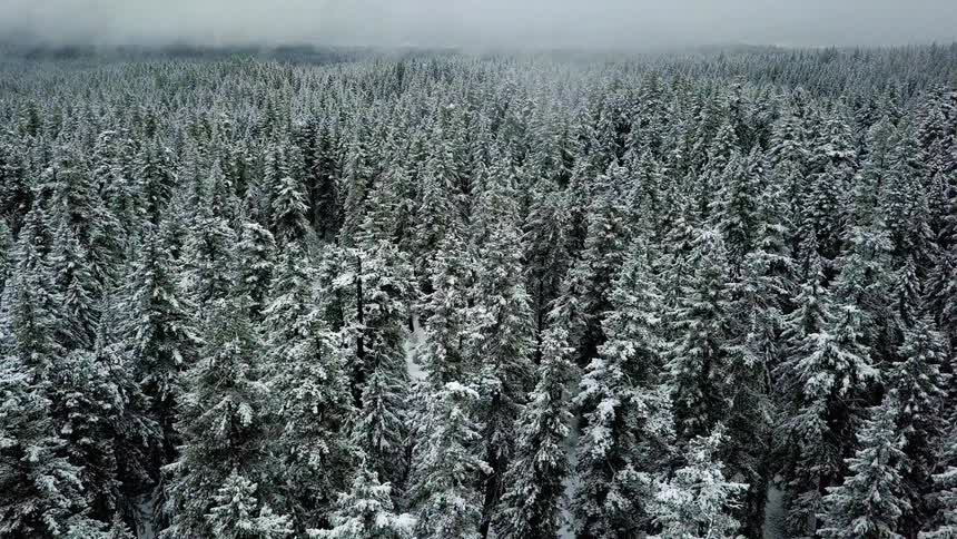 Tall pine trees are covered in snow