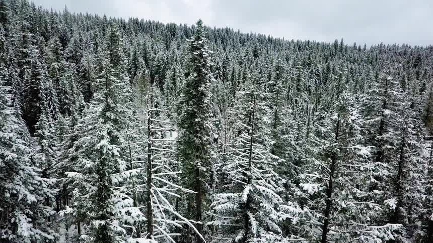 Forest of snow covered trees on a cloudy day