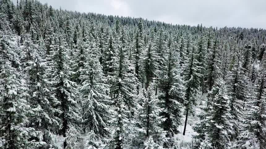 Snow is clinging to the branches of pine trees in a forest