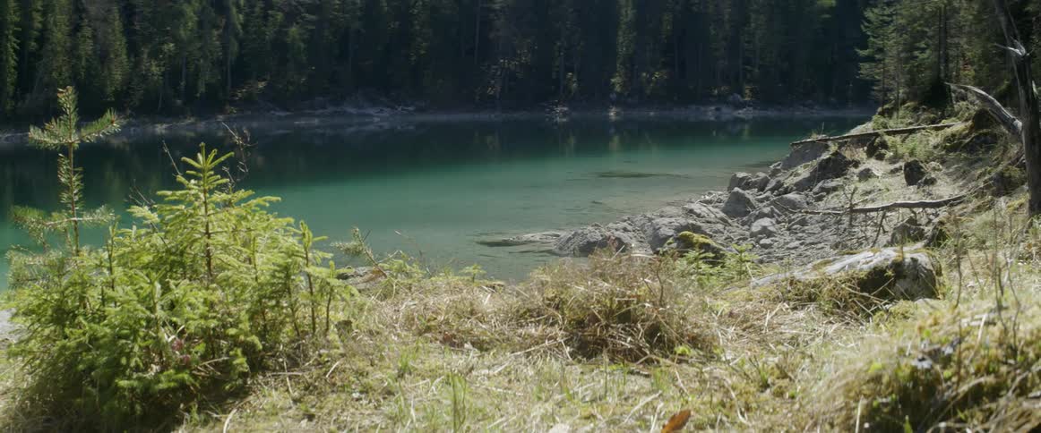 Trees grow next to a mountain lake