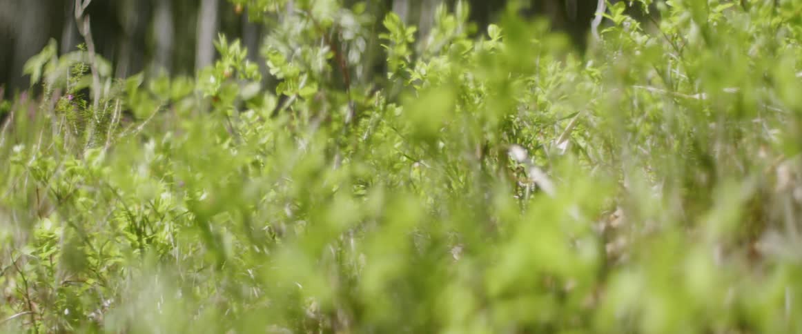 Plants cover the ground in a field