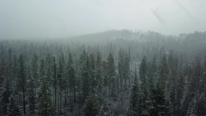 Snow falls in the forest