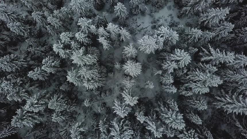 Snow is covering the trees and ground of a forest during the day