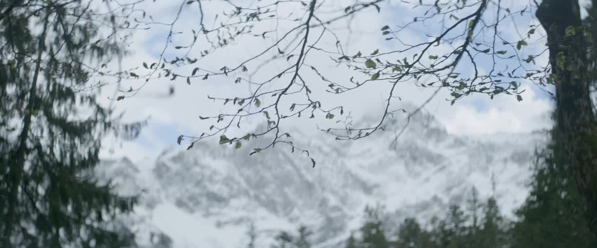 A branch in a forest sways in the wind with mountains on the horizon