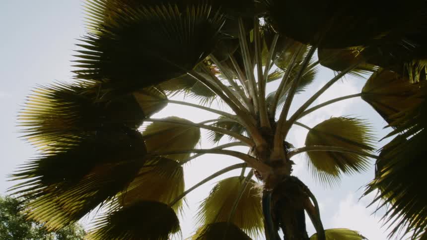 Tall palm tree on a sunny day