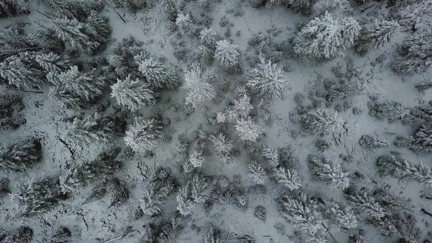 Snow covers trees in a forest