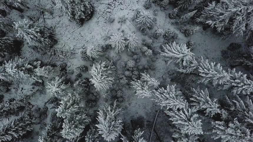 Snow is clinging to the branches of pine trees in a forest