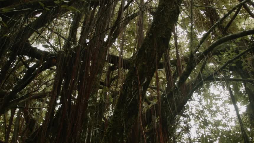 Lichen and moss are hanging from trees during the day