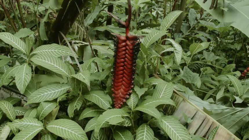 Plants and foliage in a dense forest