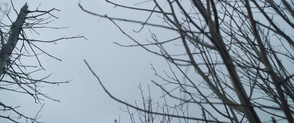 Bare trees tower into the sky on an overcast day