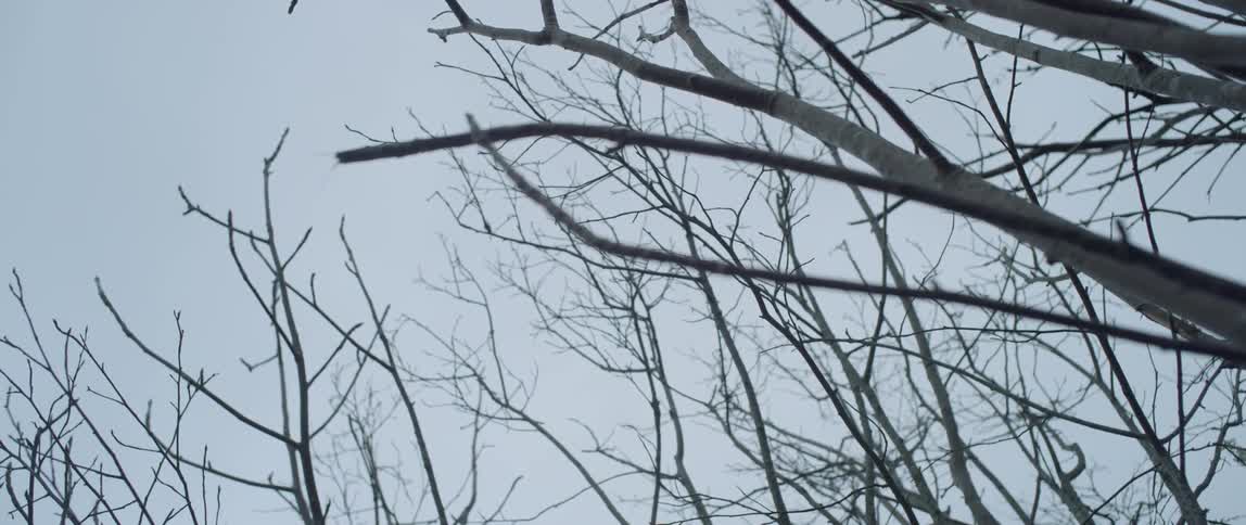 Bare trees tower into the sky on an overcast day