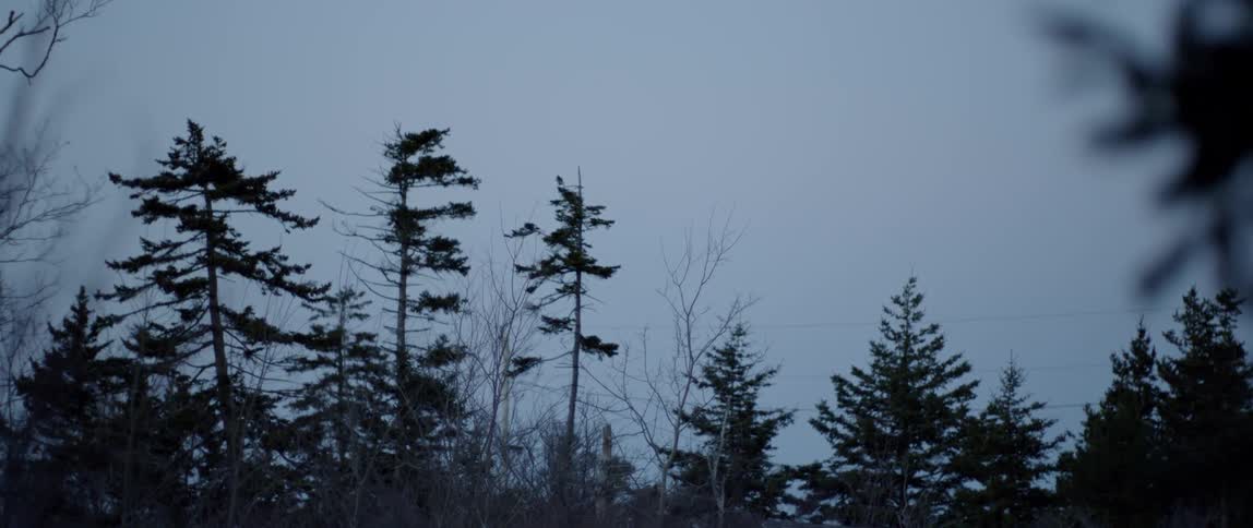 Tall pine trees wave in the wind at dusk