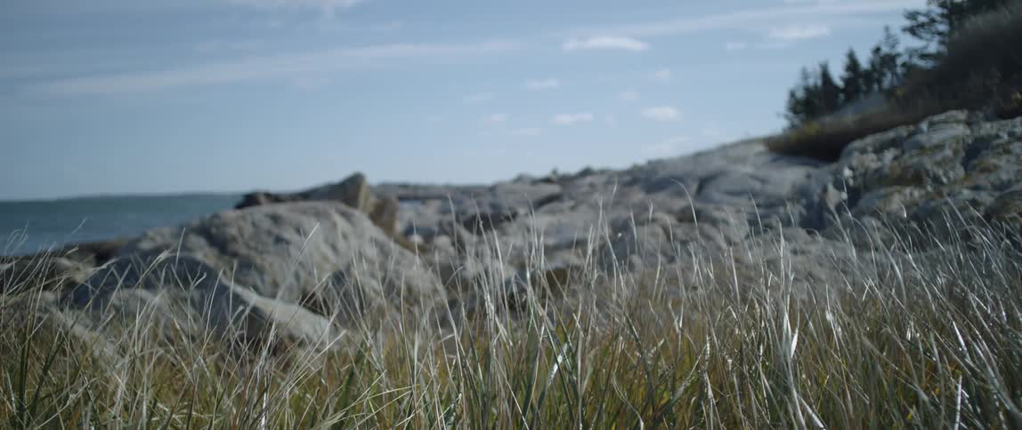 Tall grasses move back and forth in the wind in front of large rocks
