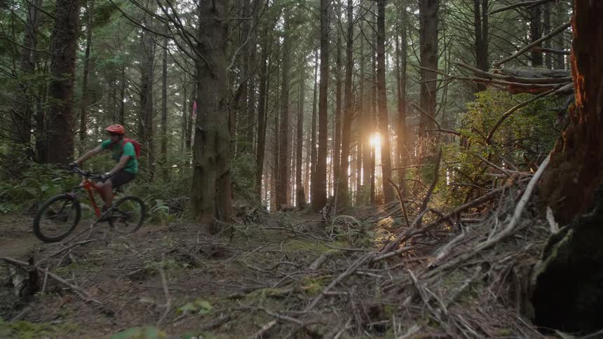 A bicyclist and dog travel in a forest at sunset