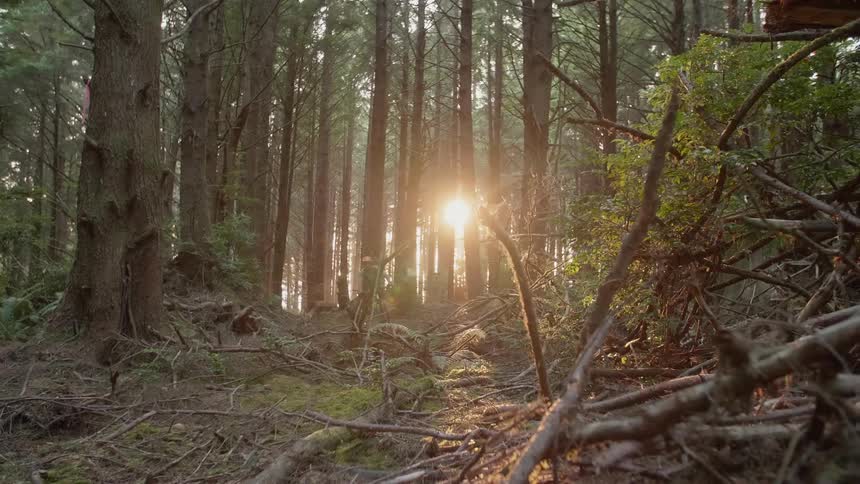 A man rides his mountain bike through the woods with his dog following