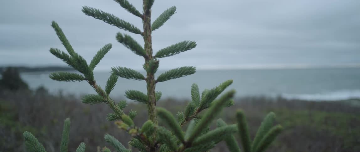 Wind blows through a small pine tree