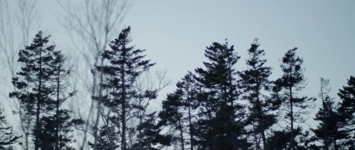 A plane is flying over a stand of pine trees during the day
