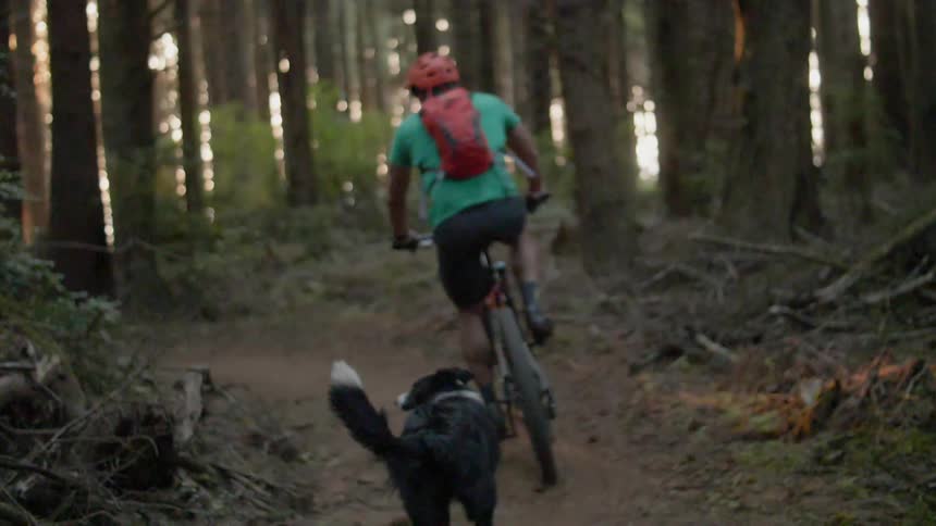 A dog runs after a man riding a mountain bike on a trail