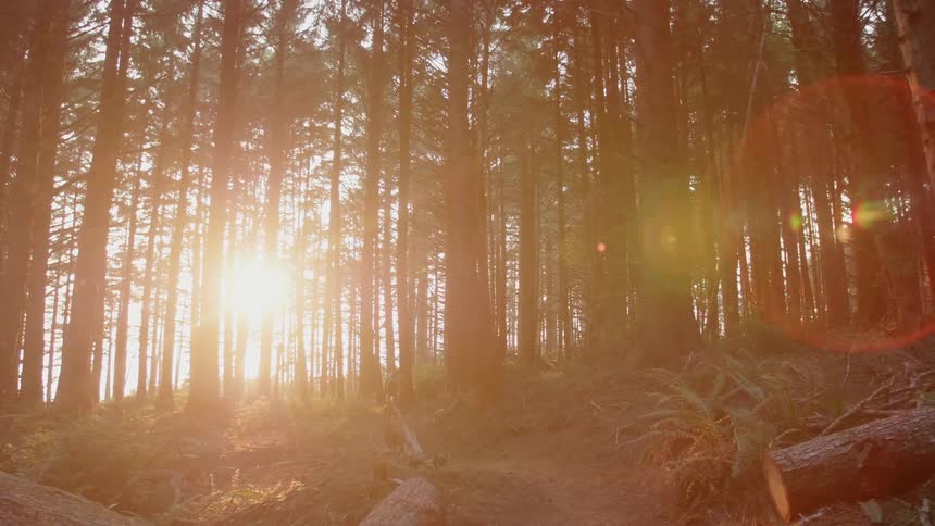 A man riding a bike through the woods is chased by a dog