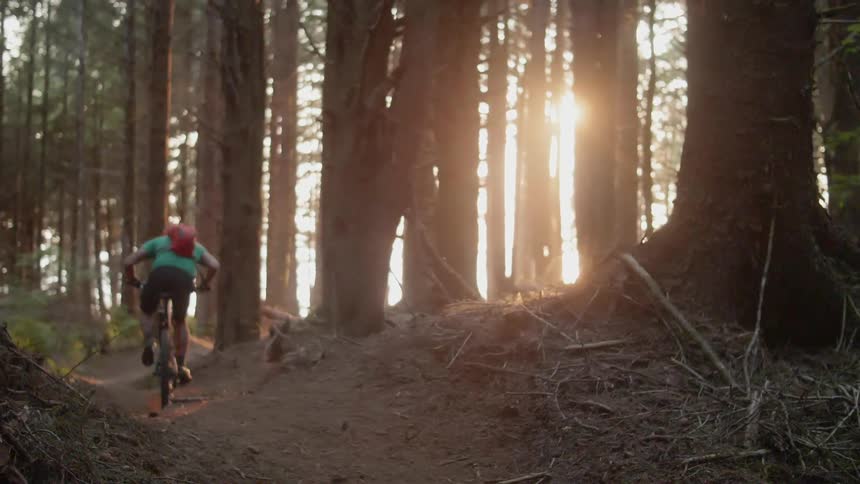 Person rides bikes through the forest on a sunny day