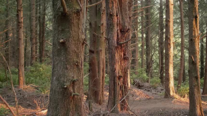 A man riding a bike through the woods is chased by a dog