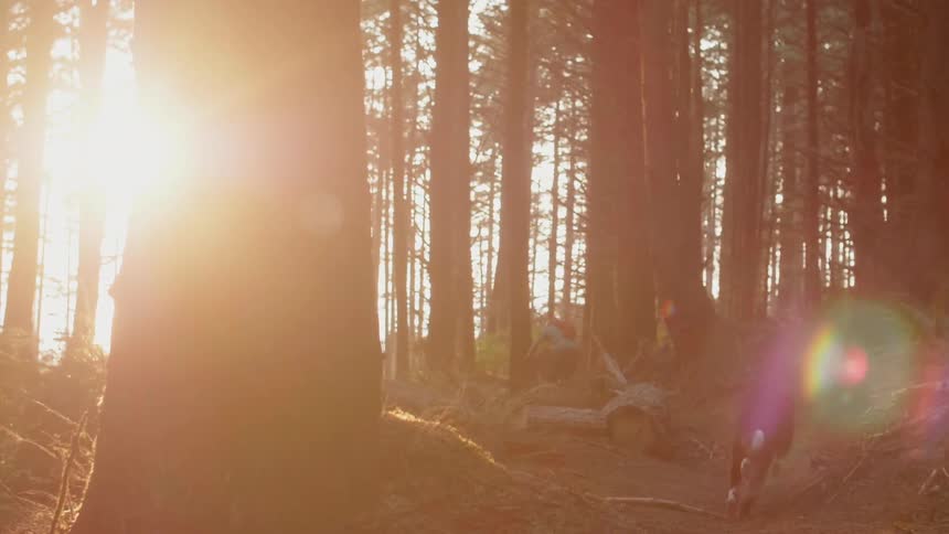 A man is riding a mountain bike on a forest trail at sunset as his dog follows along