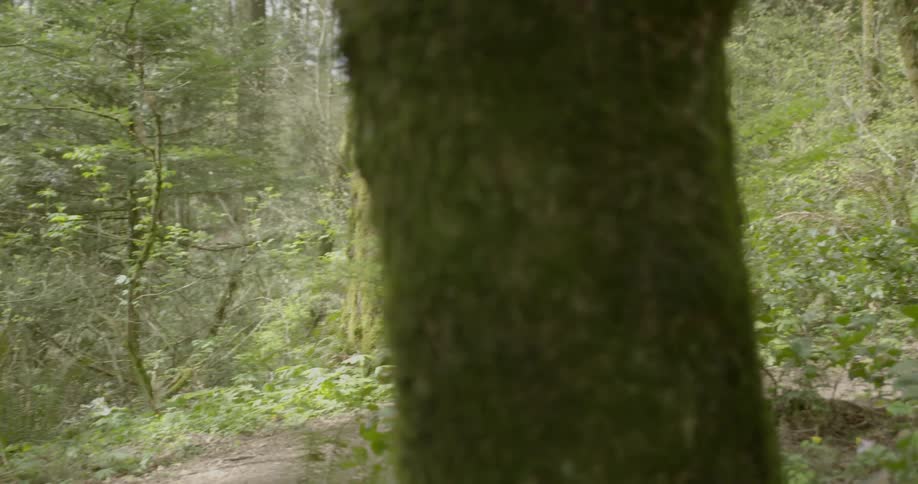 A woman walks through the woods during the day