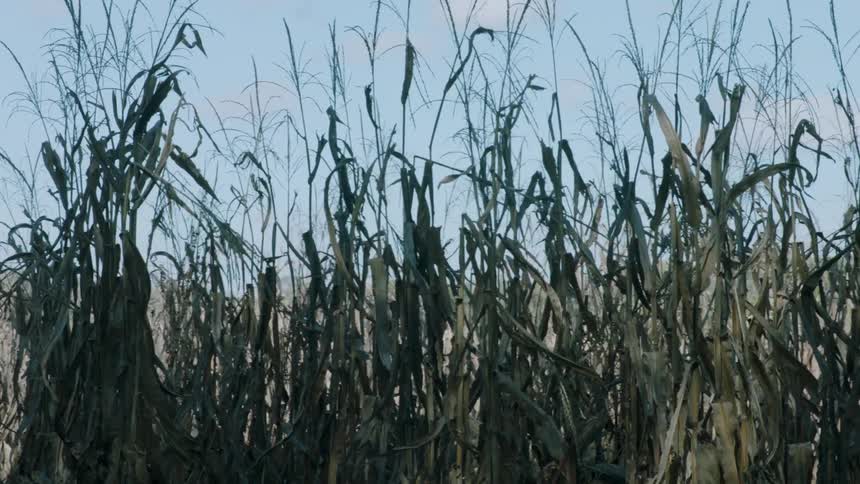 Dead corn stalks in a field