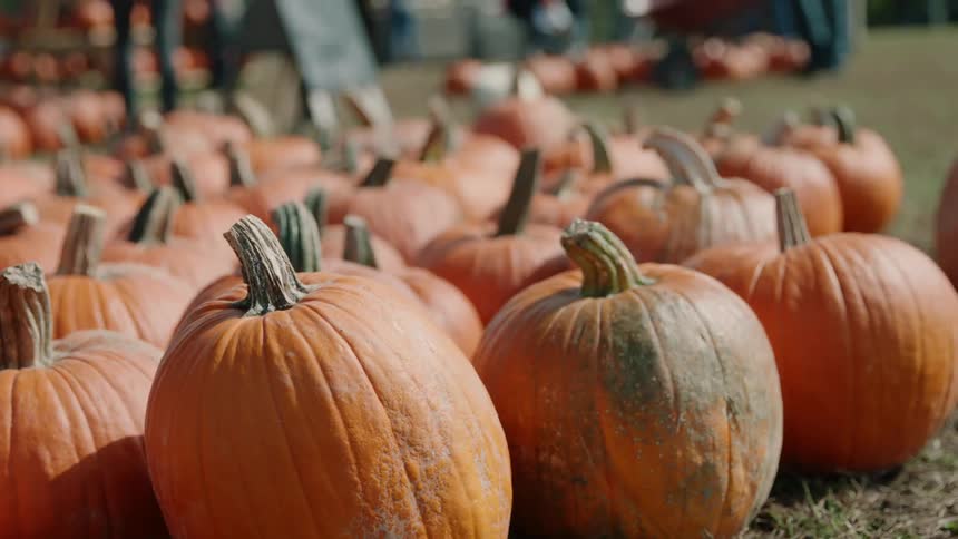 Pumpkins sit on a pumpkin farm