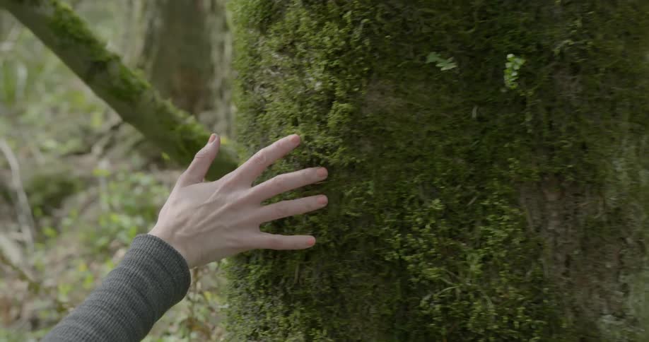 A person touching a mossy tree