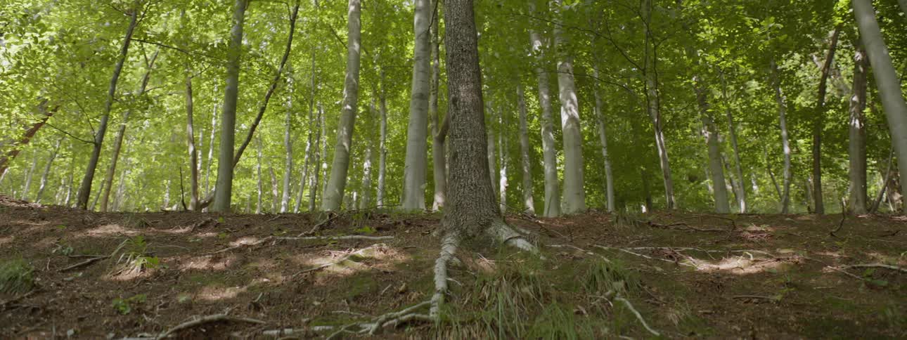 The wind is blowing tree branches and leaves in a forest during the day