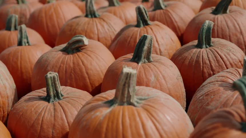 Pumpkins are bundled together outside on the ground