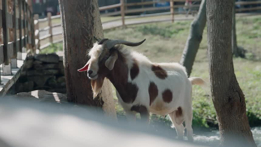 A goat is enclosed in a large pen