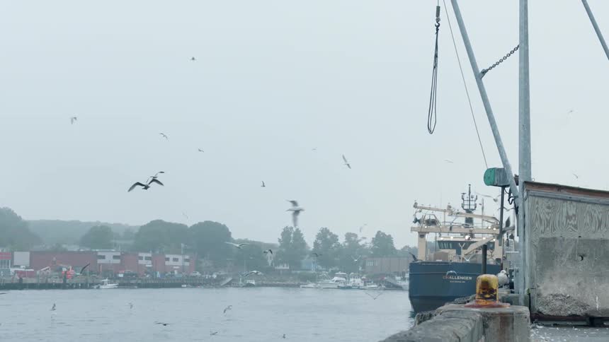 Seagulls fly over a city river
